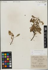 Foto von Salix glabra Scop.